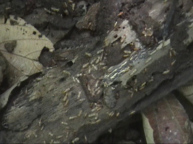 costa_corcovado_termites1.jpg