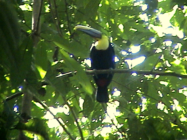 costa_corcovado_toucan2.jpg