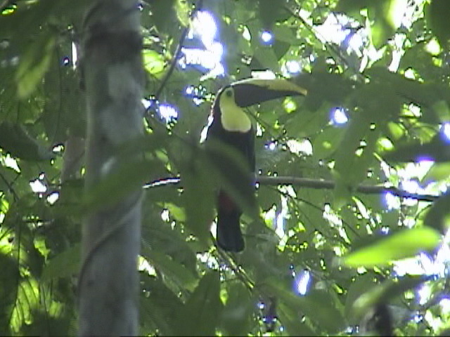 costa_corcovado_toucan6.jpg