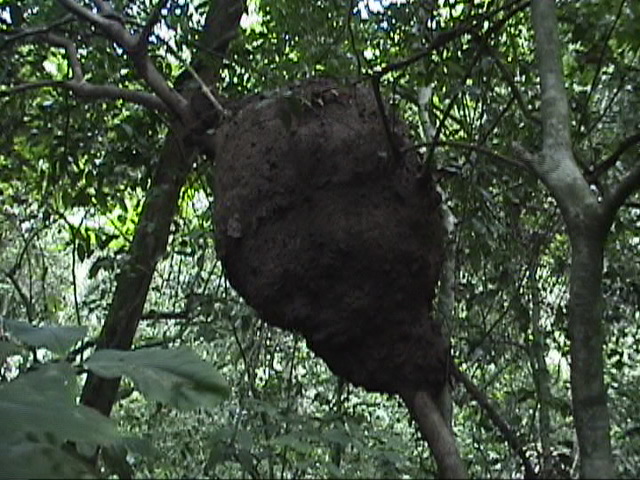 costa_familyvisit_manuelantonio2_termites.jpg