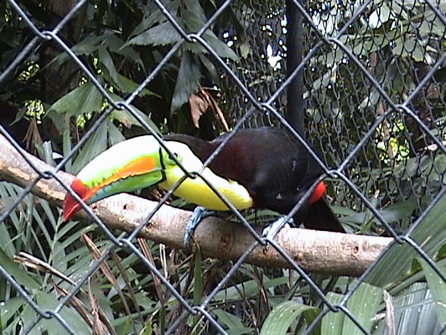 costa_zooave_keeltoucan1.jpg