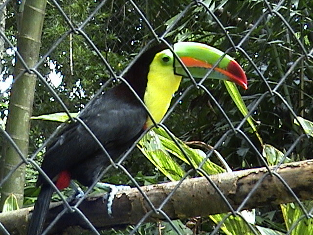 costa_zooave_keeltoucan2.jpg